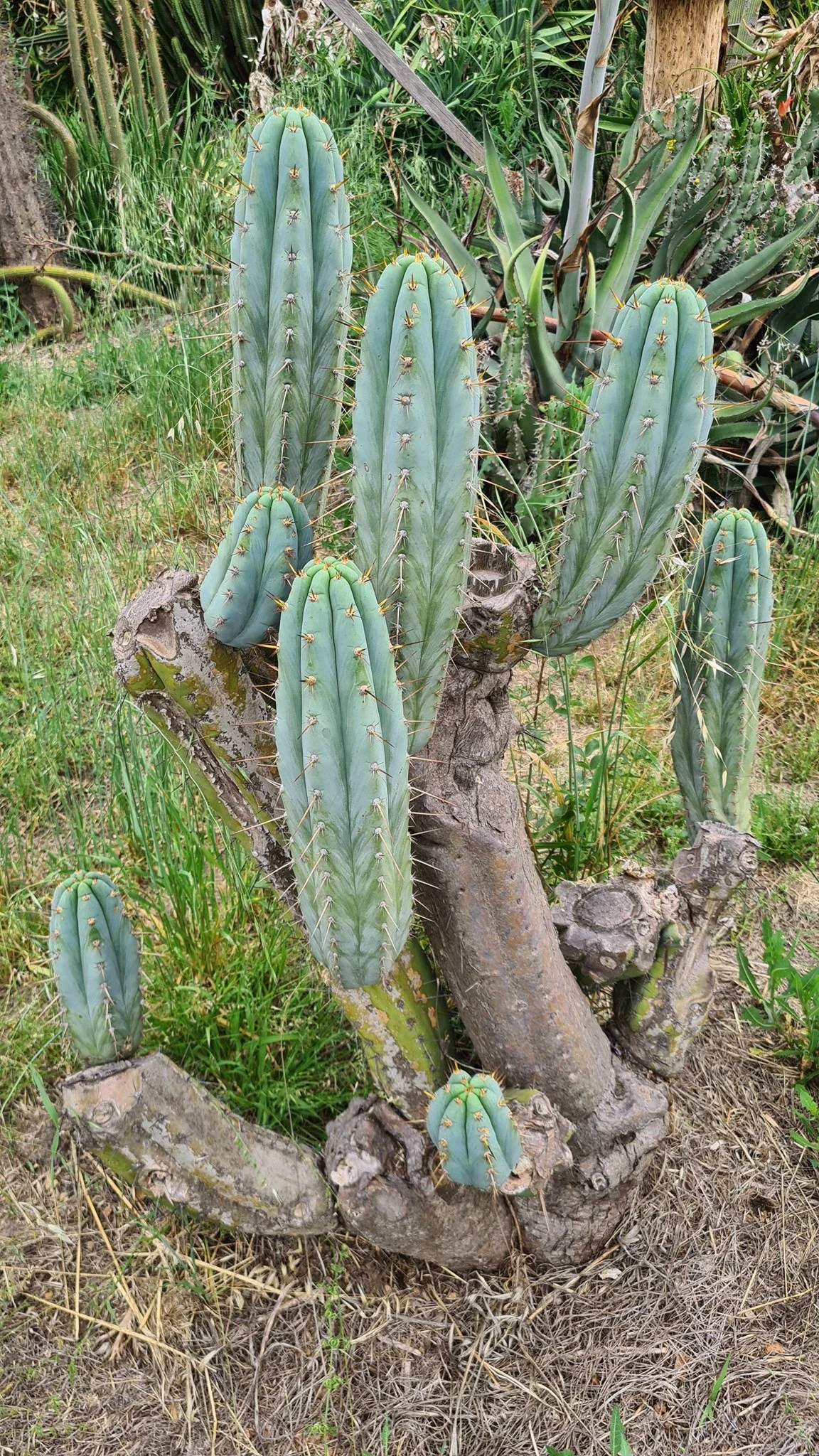 #65 Trichocereus peruvianus ペルヴィアン・トーチ Trichocereus peruvianus cv. 'MT38' | 'Peruvian Torch' | Live